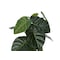 Monarch Specialties Artificial Plant, 24" Tall, Alocasia, Indoor, Faux, Fake, Table, Greenery, Potted, Real Touch I 9578 - alternate 2
